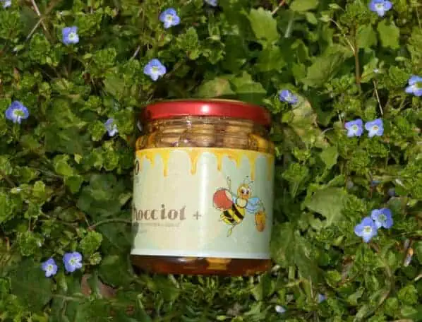 nocciol+