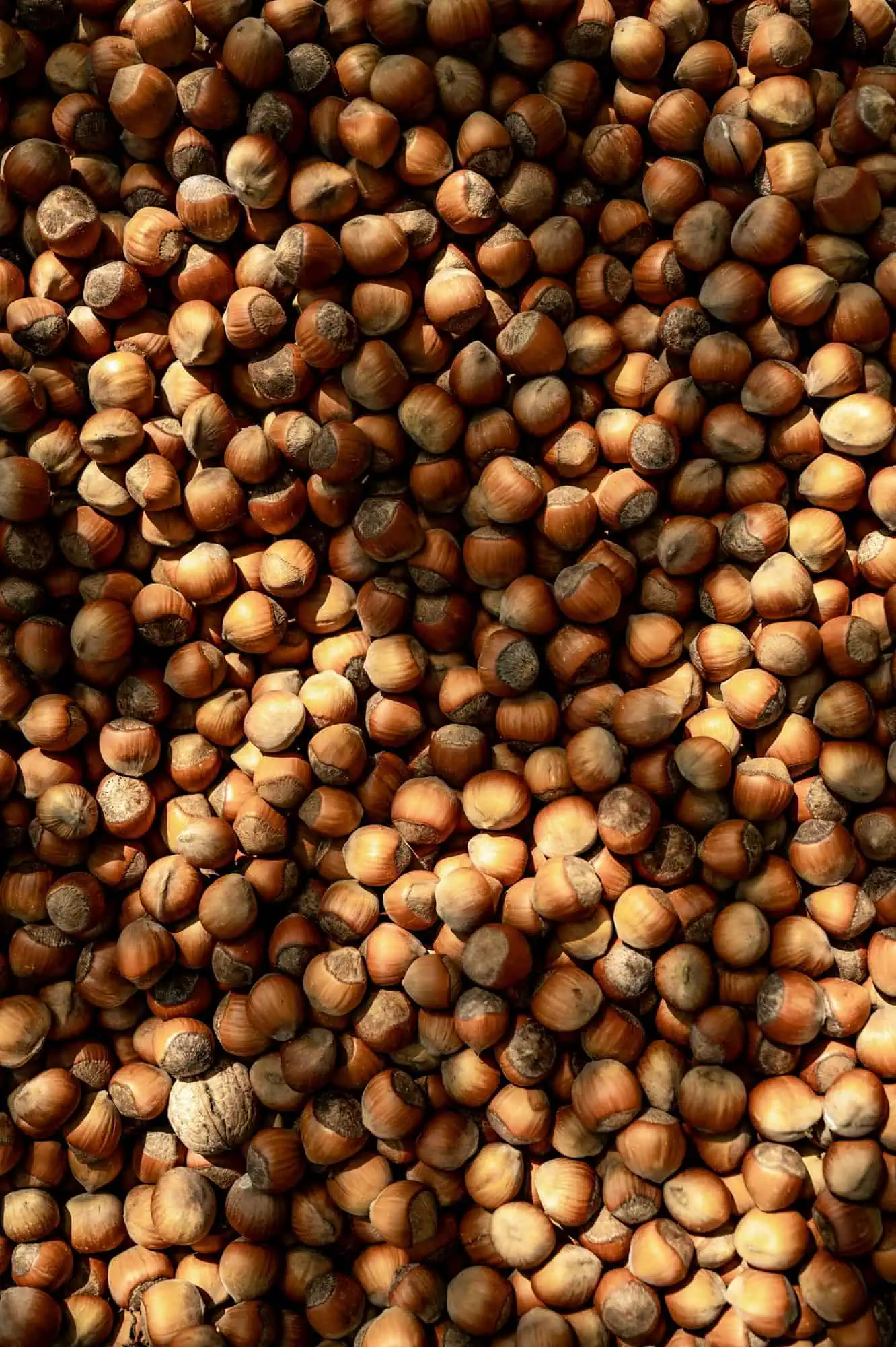 conservazione delle nocciole