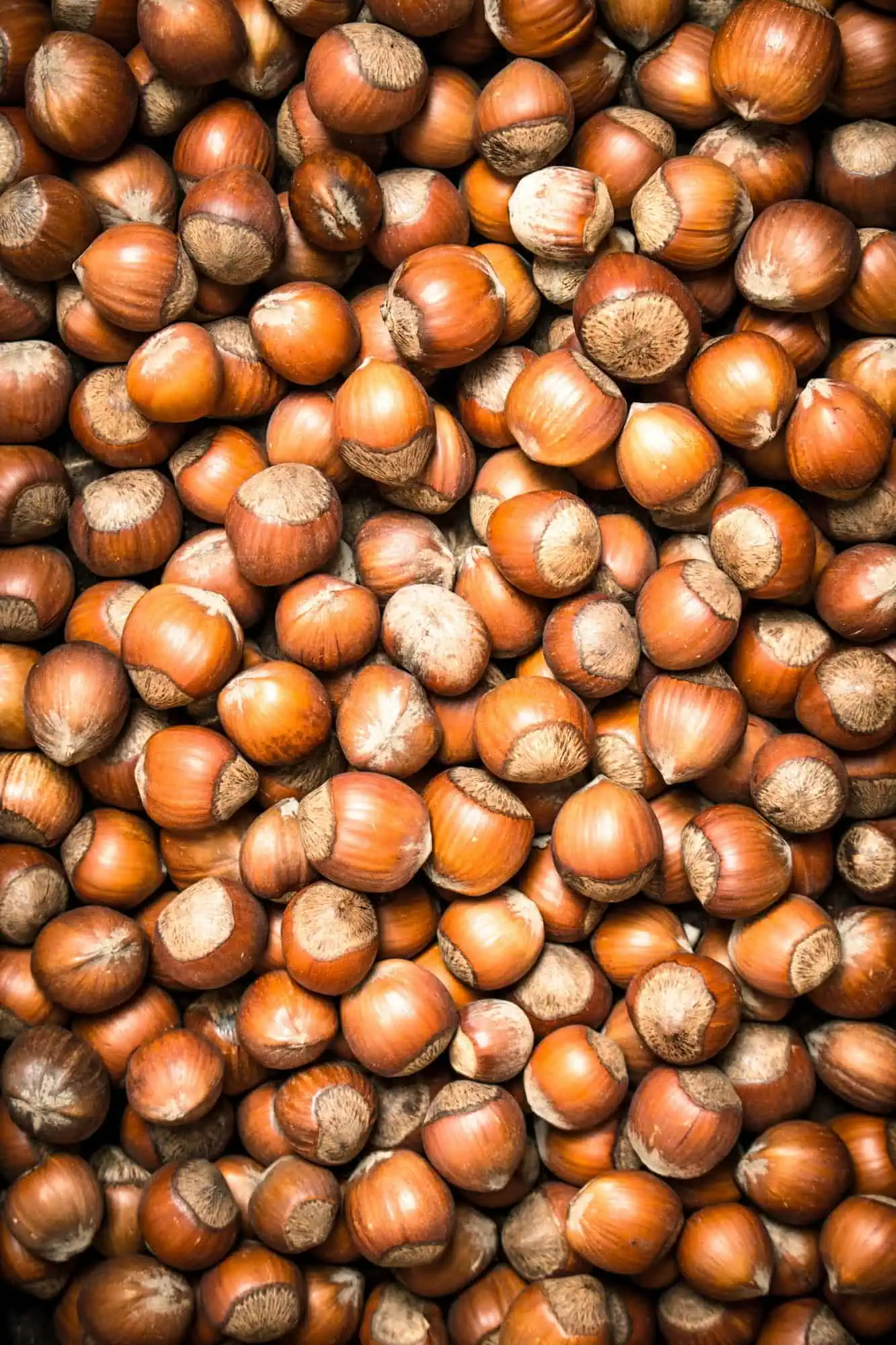 the hazelnut 1 1
